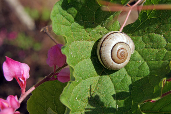 Coryda ovumreguli Trinidad